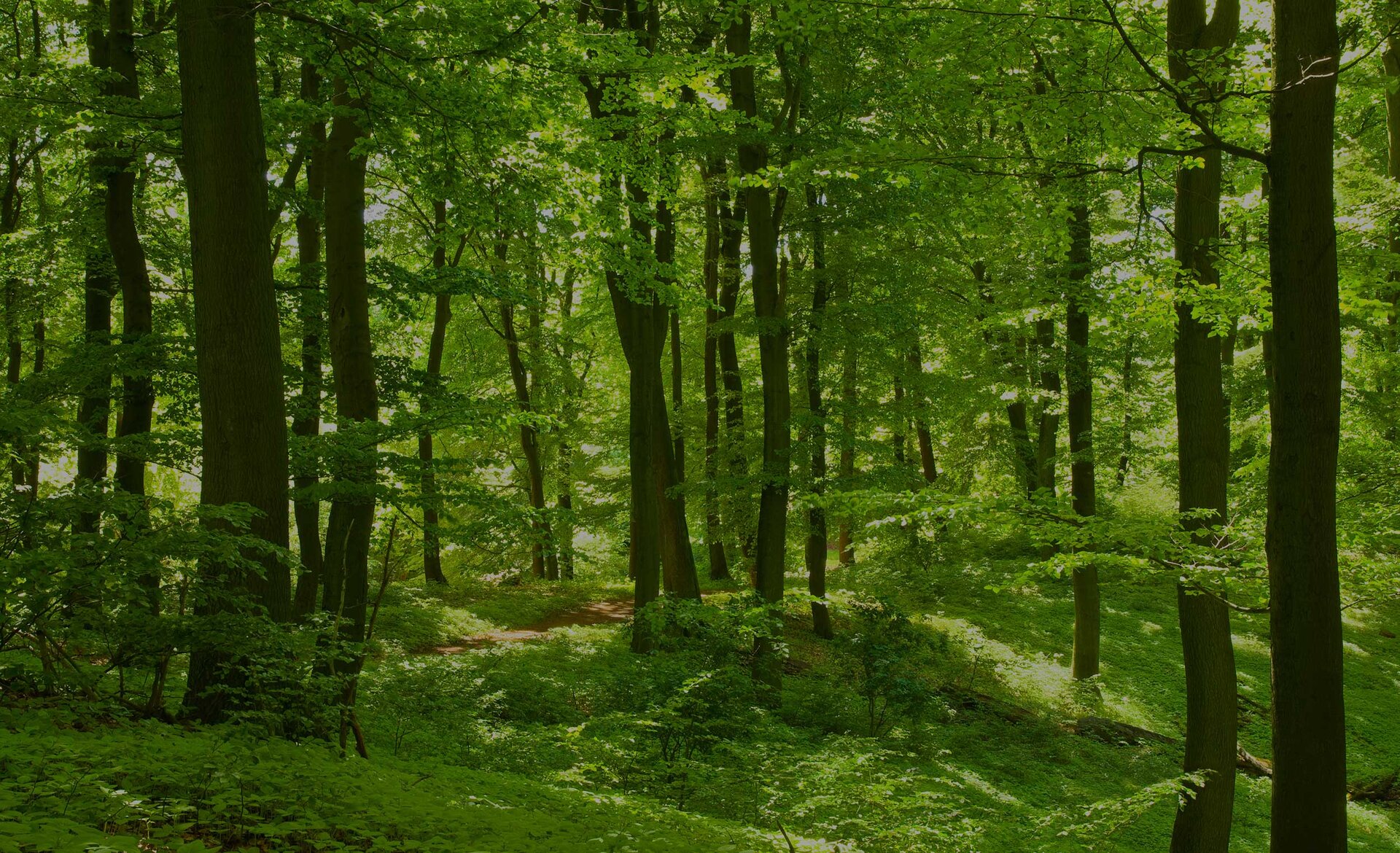 Optimera vår miljöpåverkan